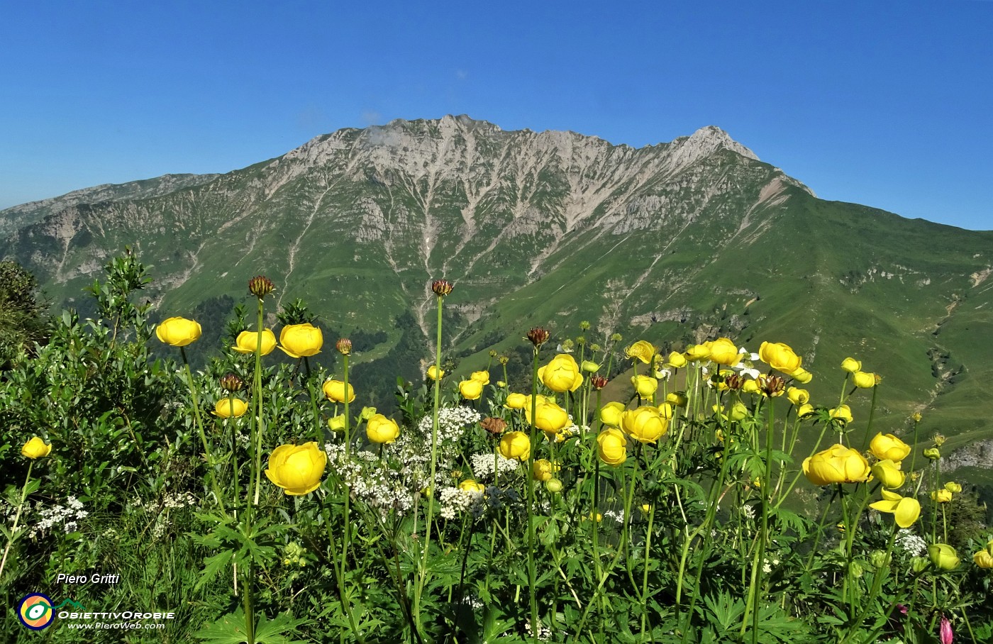 02 Botton d'oro (Trollius europaeus) con vista in Menna.JPG -                                